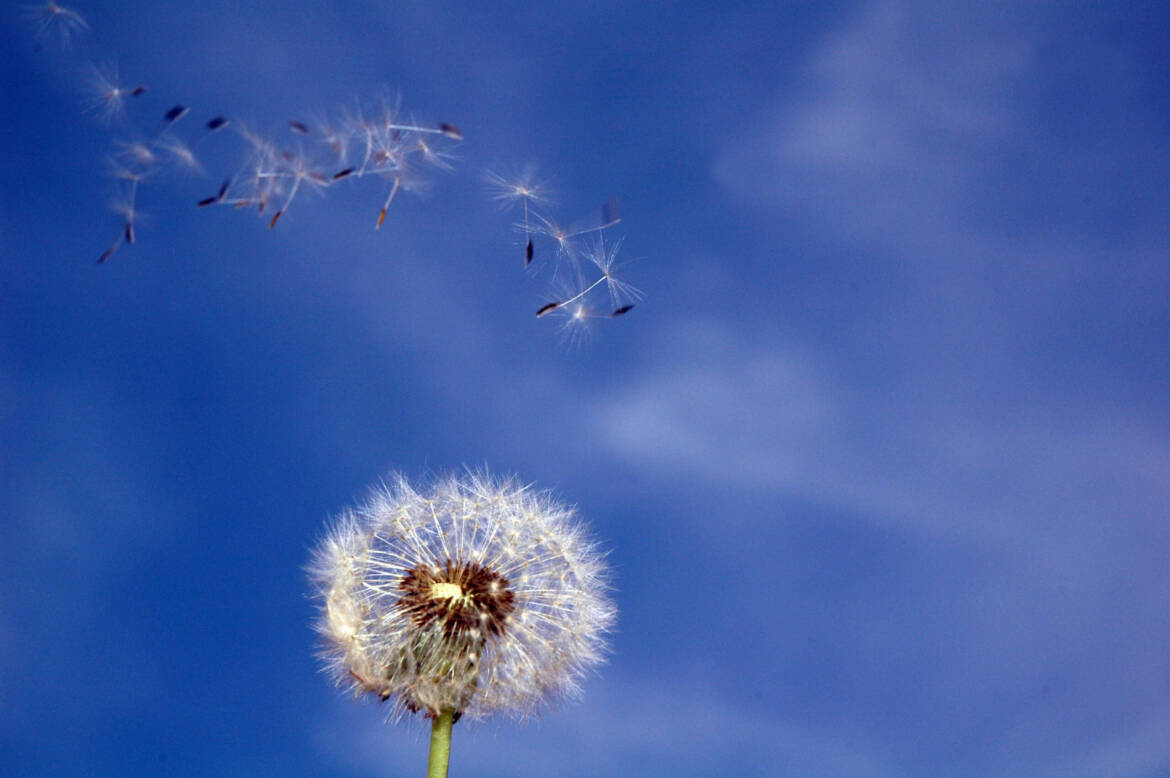 dandelion-37-1388001-scaled.jpg